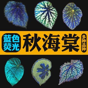 �{ɫ�ﺣ�����Բ��~��ᾒ�_���ظߵ��҃�����^�~�Gֲ�ɹ��ﺣ��