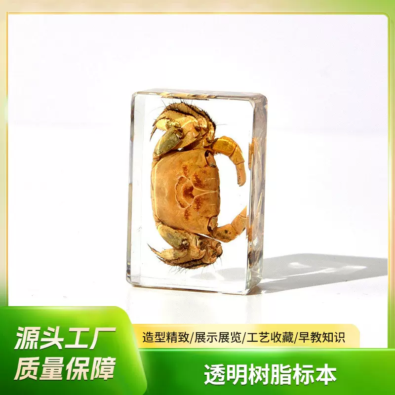 义乌工厂货源跨境螃蟹昆虫标本长方体小书镇摆件礼品树脂工艺品