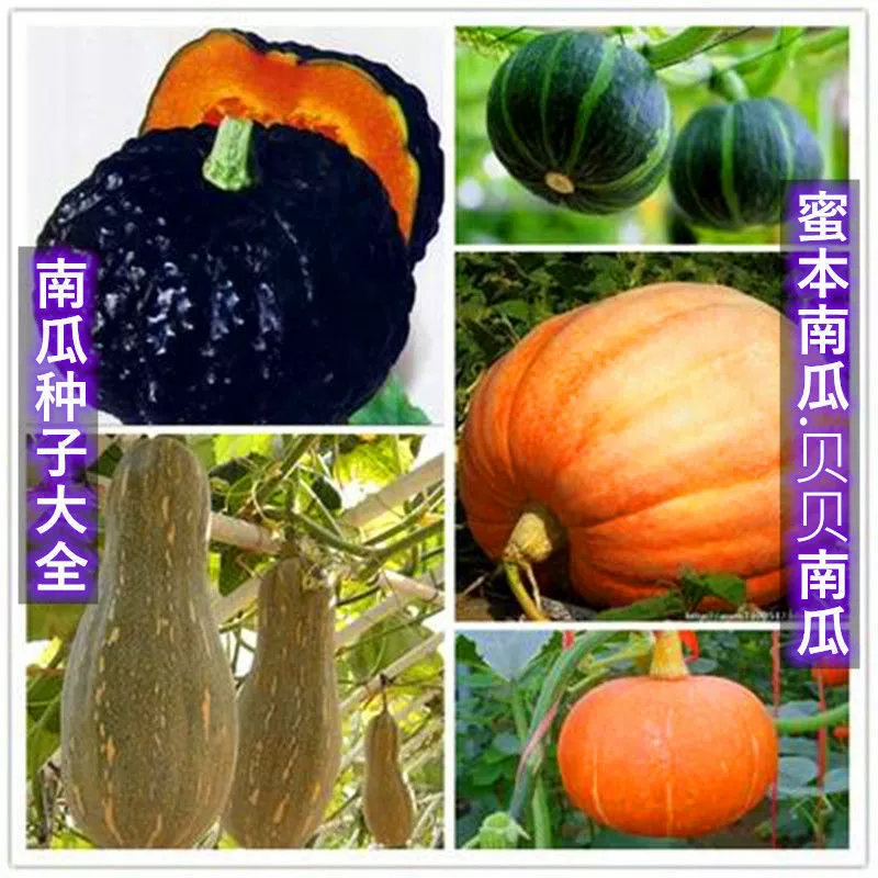 Ранний каштановый мед тыквенные семечки Супер Сладкая мука мед Тыква раннее созревание высокая урожайность хранения и транспортировки терпимости Four Seasons семена овощных культур