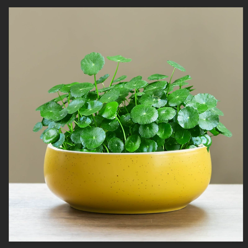 Медная денежная трава гидропонный цветочный горшок с Нарциссом миска для выращивания воды Макаруны горшок для лотоса непористый керамический крупногабаритный однолистный горшок для лотоса простой