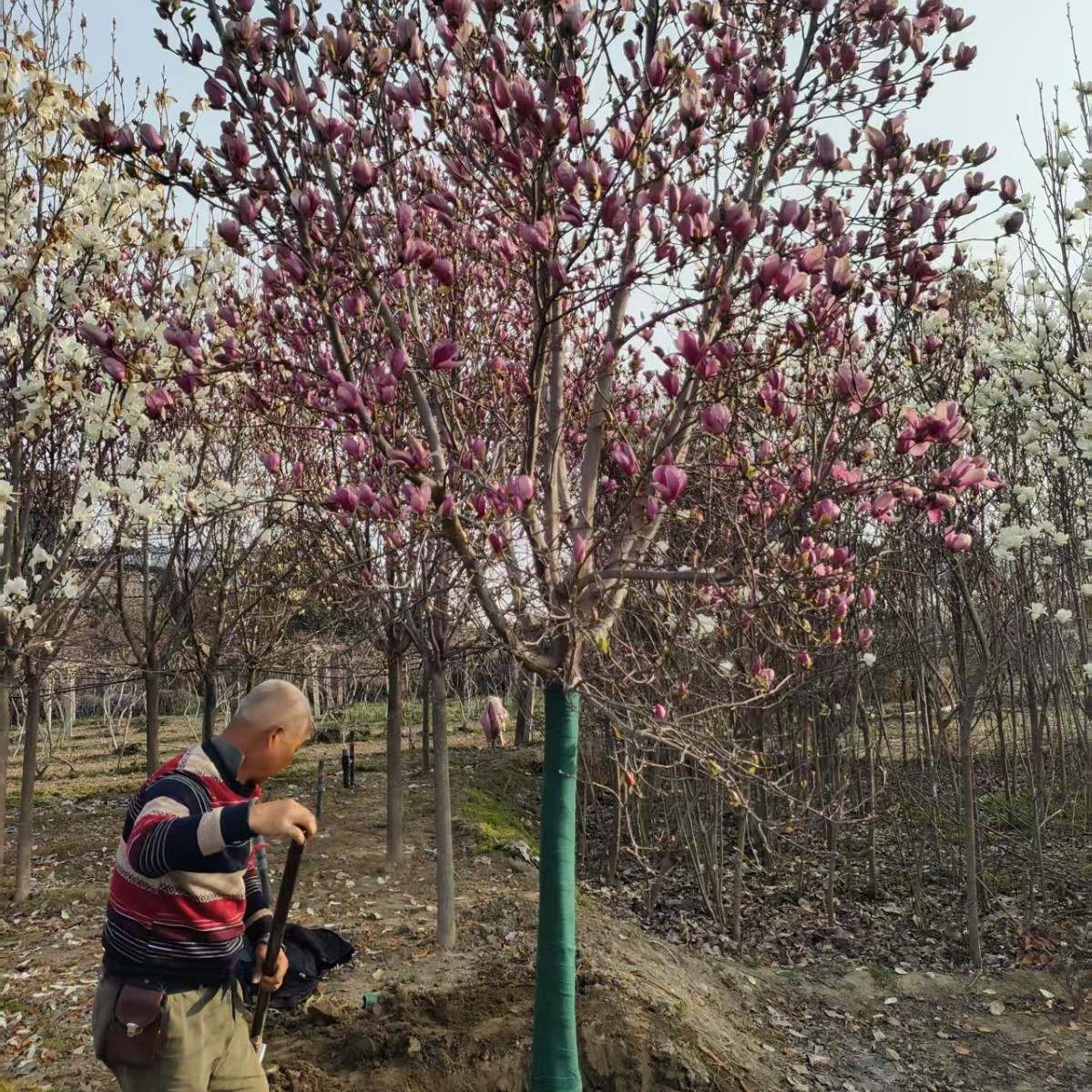 陕西苗圃供应紫玉兰树 耐寒开花乔木红白玉兰黄玉兰