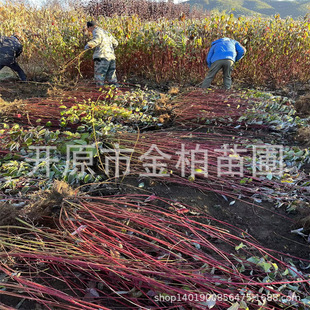 �t��ľ���煲����վG�h��ľ�ȷ��Rľ���粥�NС��t��ľ����
