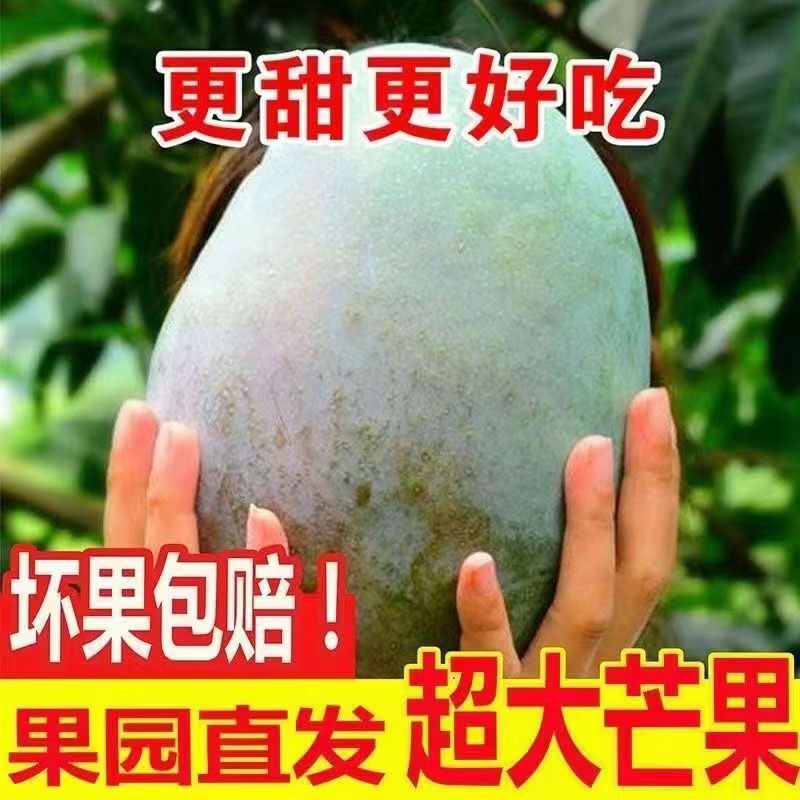 Kate Mango Panzhihua Kate Mango Large Mango Green Skin Mango Large Fruit Non-Imperial Red Apple Mango Large Green Mango Kate Mango Panzhihua Kate Mango Large Mango Green Skin Mango Large Fruit Non-Imperial Red Apple Mango Large Green Mango