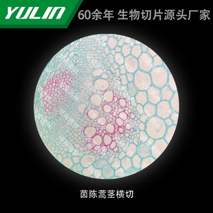 Artemisia capillaris stem cross-cutting medical college histopathology paraffin slide specimen microscope