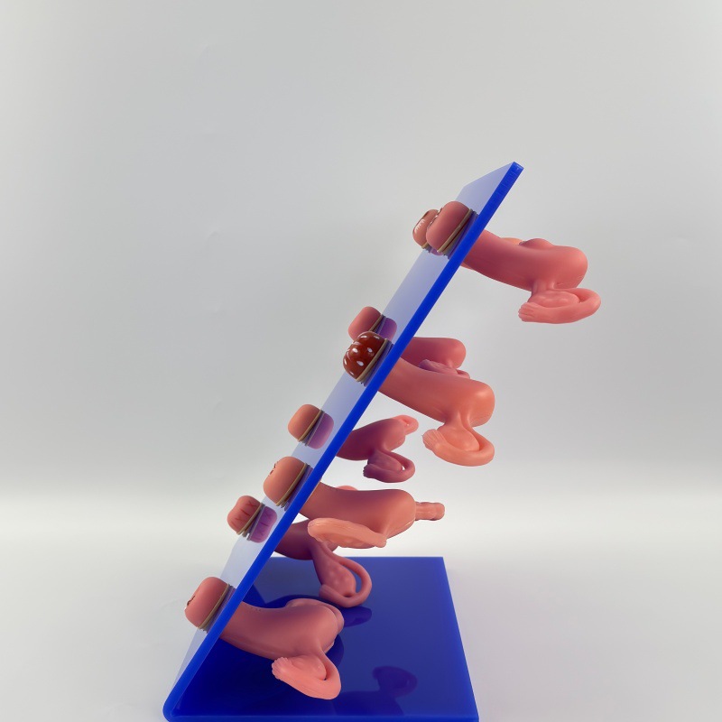 ��ѧ���� ���ƿƽ̾� ҽѧ�����ӹ�ģ�� 8�����ֲ����ӹ�����ģ��