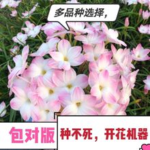 �L���m�������ļ��ɷNֲ������ܶ��x���ױ�����ֲ�ļ��_�ֹ�