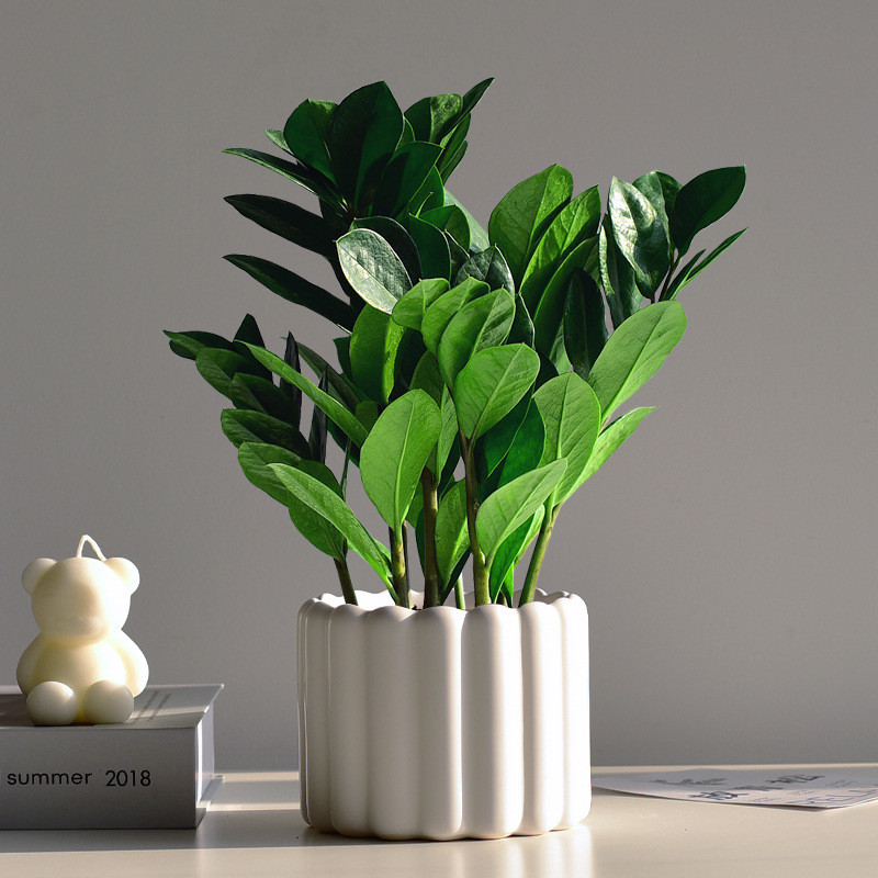 Money Tree Indoor Green Plant Small Potted Desktop Bonsai Hydroponic Flower Office Fresh Healing Eye-Catching Small Ornaments