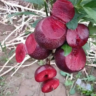 �������Ә������������A���Ә����ش�t���Ϸ������Nֲ����Y��