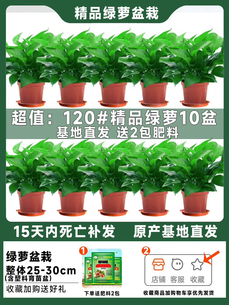 [가성비 10개 세트] 120 # 오리지널 포트 포토스에는 비료 2팩이 포함되어 있습니다.