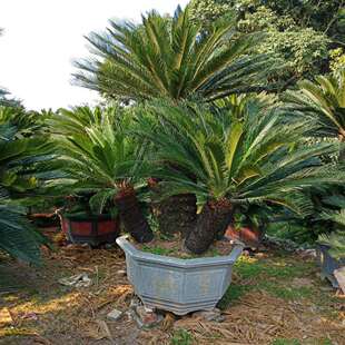 �����F����� �㽭���^�F�����l�Ϻ��F���辰�r��ֲ��