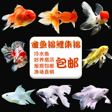 小金元宝鱼 小金元宝鱼品牌 图片 价格 小金元宝鱼批发 阿里巴巴