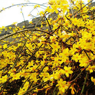 ӭ�����繤�̾G��ɫ�K��ľ�ϱ����Nֲ�������l�нӷNֲ�S��ܰ