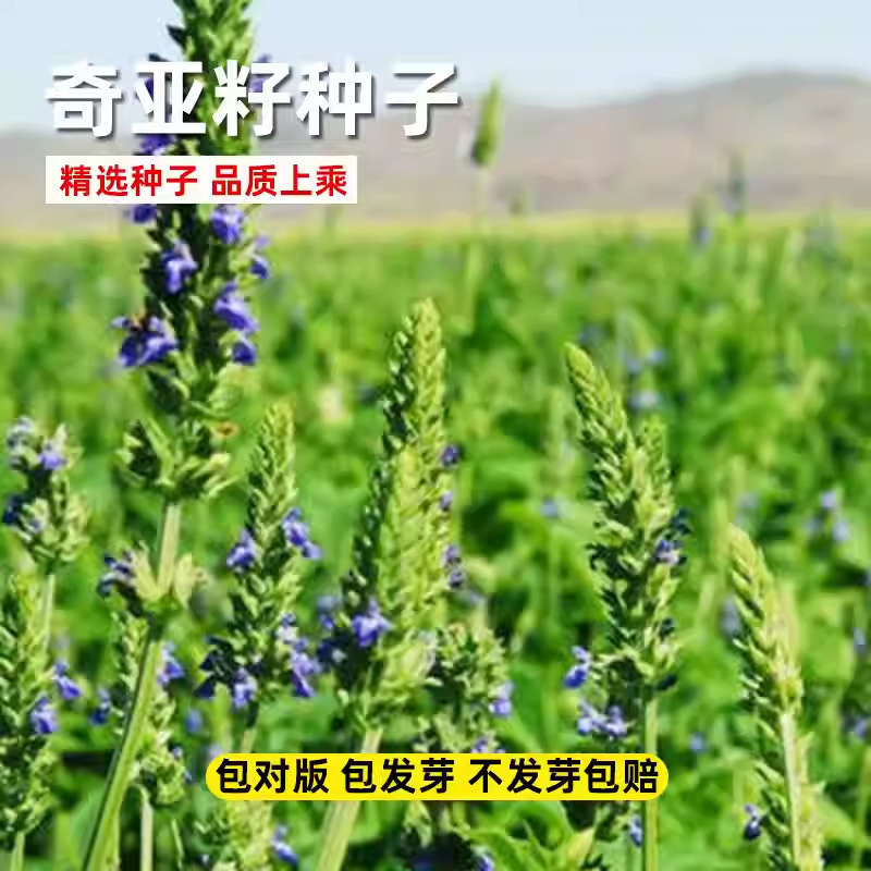奇亚籽种子四季盆栽中药材大全中草药种植花种籽蔬菜种子孑种植用