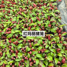 �t�����i�\��ʳ�xֲ��Ȥζ����GֲС���Բ�ω����ò�ʳ�˻����l