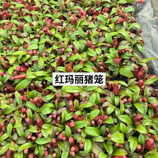 �t�����i�\��ʳ�xֲ��Ȥζ����GֲС���Բ�ω����ò�ʳ�˻����l