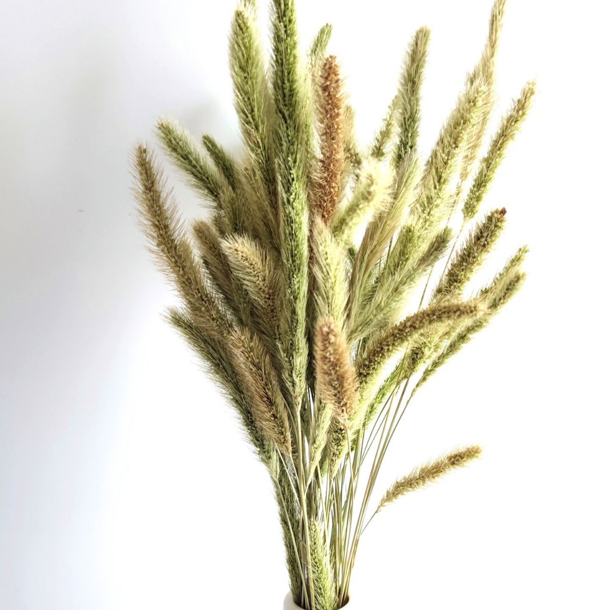 세타리아 비리디 50