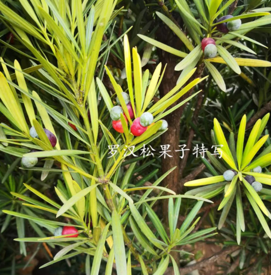 一件代发基地供应造型罗汉松别墅庭院风景树湖南迎客松园林绿化树