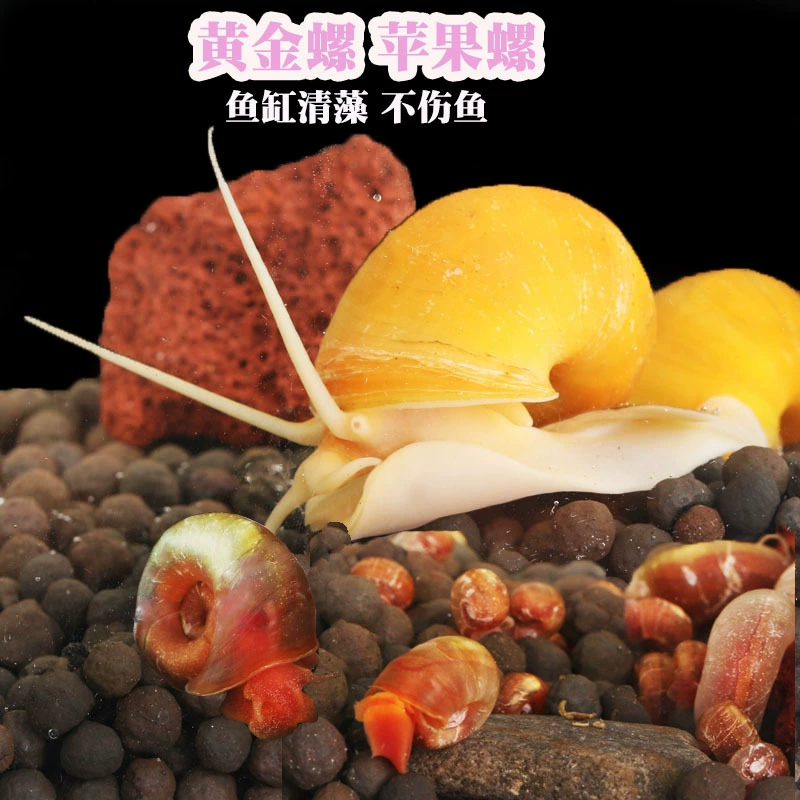 Золотая улитка, яблочная улитка, аквариумная улитка, удаляющая водоросли, декоративная улитка, улитка, питающаяся водорослями, улитка, питающаяся фекалиями, пресноводная улитка, легко разводимая в холодной воде.