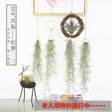 特价空气凤梨无土植物松萝老人须室内绿植盆栽花草吊饰