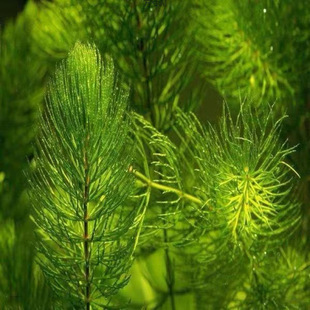 Gold fish algae fish tank landscape real water lazy people oxygen without cement resistance to raise good live foreign trade factory supply chain wholesale