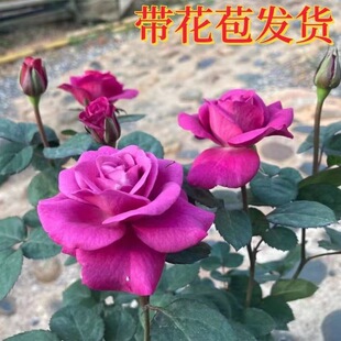 ڤ�����̨�¼����������ļ��_�������W�¶��^�ڻ��󻨿�����ɫ��