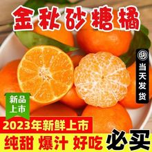 【爆甜爆汁】金秋砂糖橘當季新鮮水果沙糖桔子薄皮蜜橘整箱非愛媛