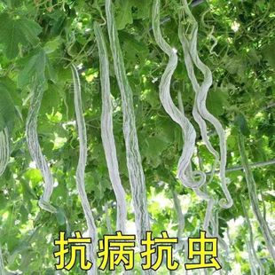 �߶��N�������L�����Ĳ��N�ӵ����߲˷N���ļ����ڸк����߹��z��