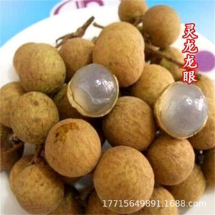 Longan Tree, Authentic Guangxi Shiqi Longan Grafted Seedlings, Four-Season Chuliang Longan Seedlings, Red-Skinned Longan, Seedless Longan