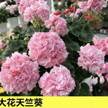 ���ÿ������ذ껨���ļ��_���̨ͥԺ�҃������Ժ��B����÷���ÿ�