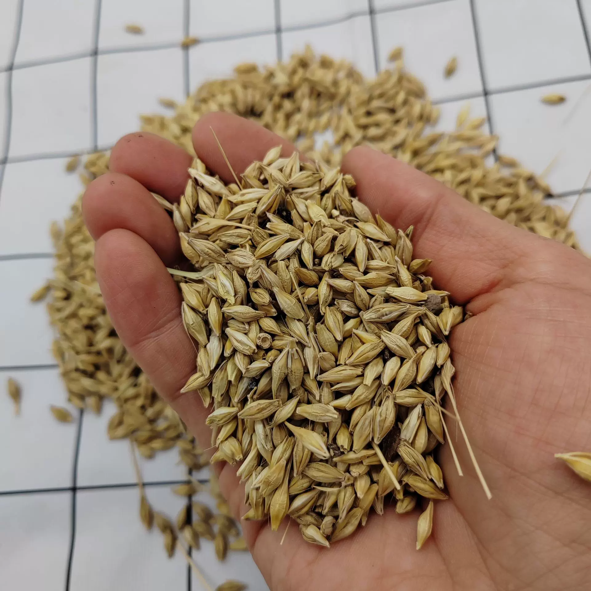 大麦小麦燕麦草种子小麦粒宠物粮食大麦草种子宠物粮食厂家燕麦粒