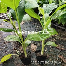 �����㽶�����O������t�㽶��V��С�׽������ļ��ɷNֲ�ļ��Y��