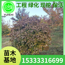 五角枫球 枫树球 秋季落叶观赏枫树 坡地绿化树球 五角枫 风景树