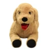 Labrador cute model