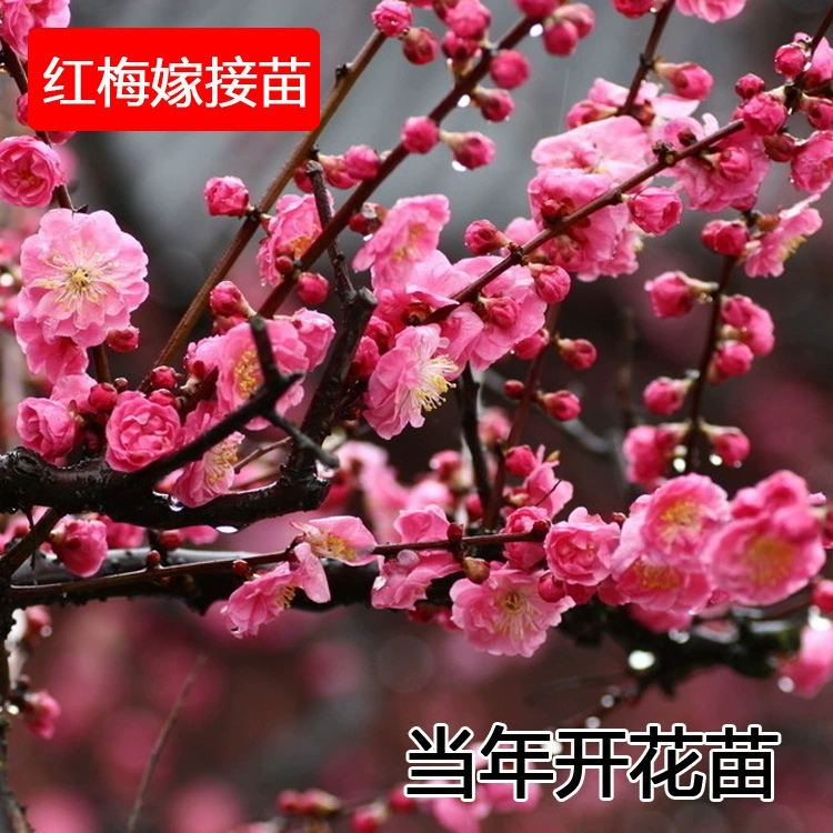 Красная Слива зеленая слива цветение сливы саженец Моделирование бонсай прививка рассады зимние саженцы двор Крытый горшок