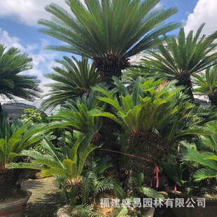 Multi-Headed Iron Tree Bonsai, Iron Tree Bonsai, Large Iron Tree Base, Shaped Iron Tree Bonsai, Iron Tree Wholesale Price
