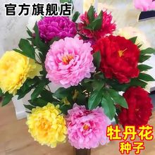 牡丹花种子芍药花芍药重瓣花卉洛阳观赏庭院牡丹四季盆栽开花阳台