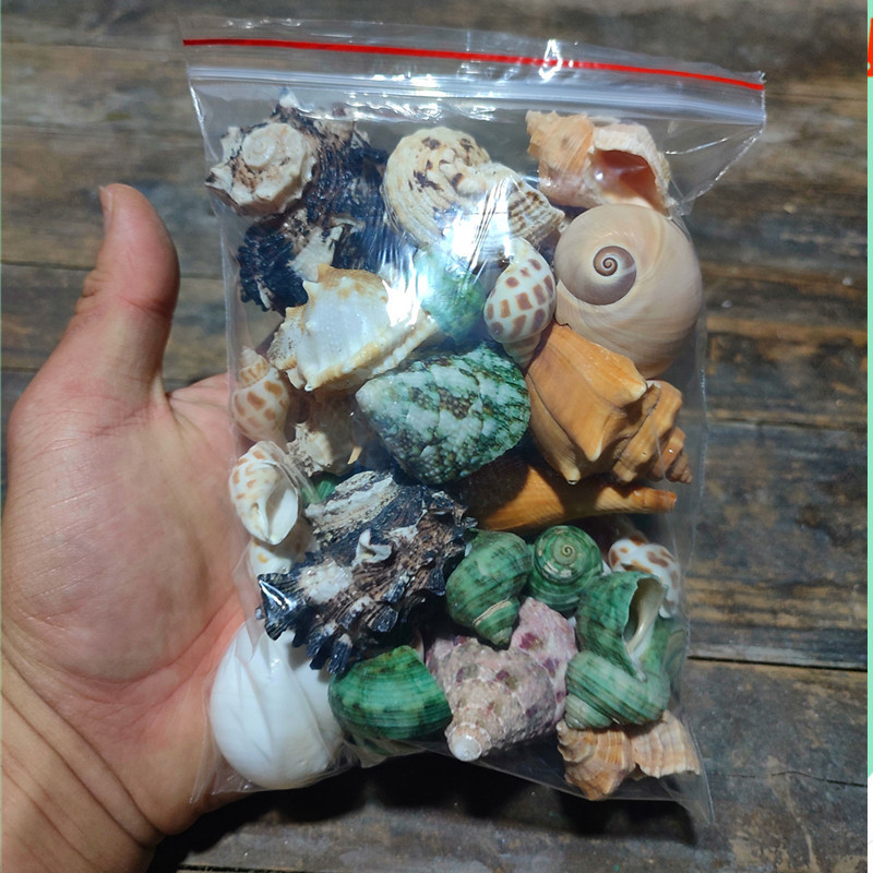 口径0.3-4cm カニ交換用シェル 天然巻貝 水槽水硬度調整 ph 硝化菌ビーンズ|undefined