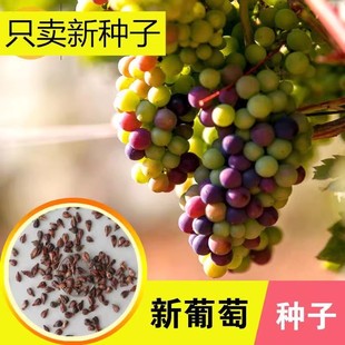 ɢ�b���ѷN�� ���|���ј�N�� �t���ӷN����ָ�޷��ĺ����������l