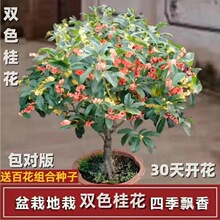 四季开花桂花树苗美观盆栽庭院绿化浓香型花卉绿植室内好养的花苗