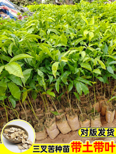 �V�����������������������Ѿ����ș����N�ӱ����u�ǘ䎧�����l
