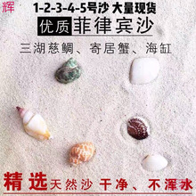 珊瑚砂鱼缸底壳三湖海沙海缸造景装饰三湖慈鲷寄居蟹一件批发代发