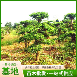 苗木刺冬青柞木榨刺树苗冬不落叶四季常青园林景观造型树景观树-阿里巴巴