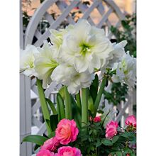 阿弗雷朱顶红荷兰进口重瓣朱顶红种球精灵鬼魅室内外花卉盆栽植物