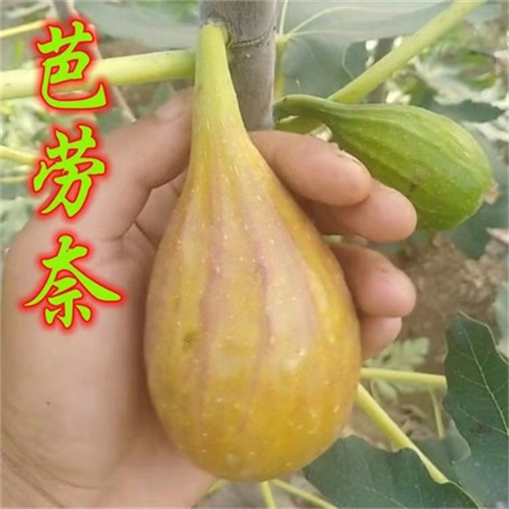 德拉瑞纳无花果树苗浓甜盆栽地栽耐寒南北方种植当年结果果树果苗