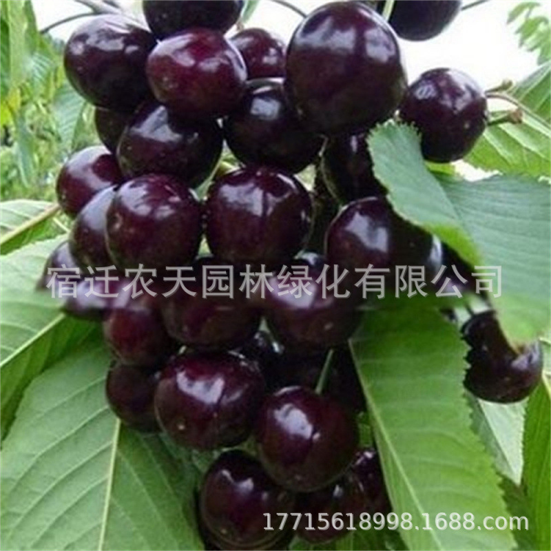 樱桃树苖南方北方种植盆栽车厘子特大樱桃树耐寒地栽庭院樱桃树苗