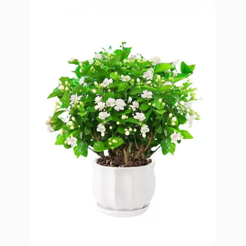 茉莉花苗盆栽带花苞九里香老桩驱蚊水培栀子花卉绿植物室内四季