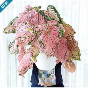 �W�t���~���ɫ���҃ȾGֲ���Ժ��B�������~���w�R2��15�հl��