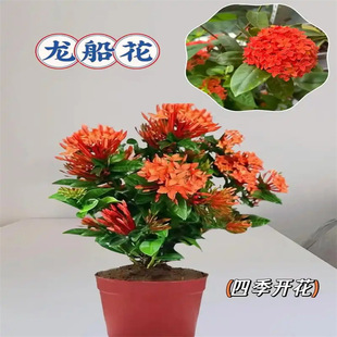 ���������Ԏ�����ͥԺ�̨�ļ��_�����˺��B���ܽ����r����Gֲ