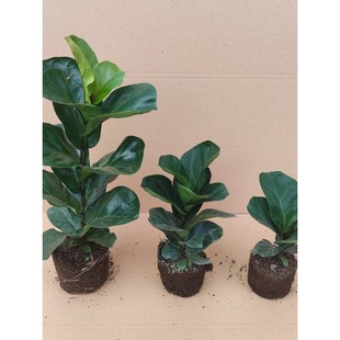 ���~�žGֲ�������҃���ꎿ͏d�̨�����՚���B����~�Gֲ�辰��