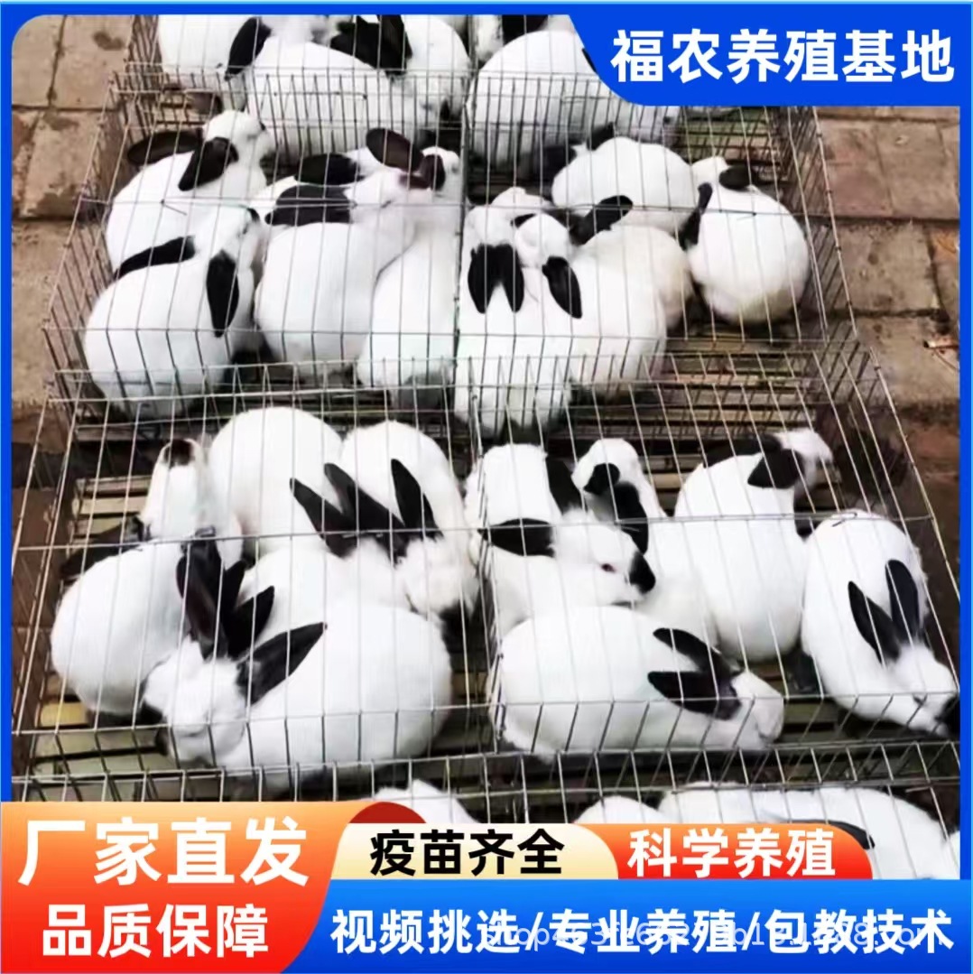 伊拉种兔养殖场